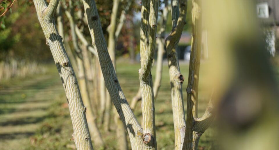 Acer capillipes door Udenhout Trees