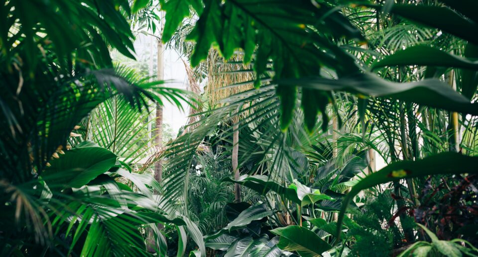 Jungle tuin planten door Chris Abney