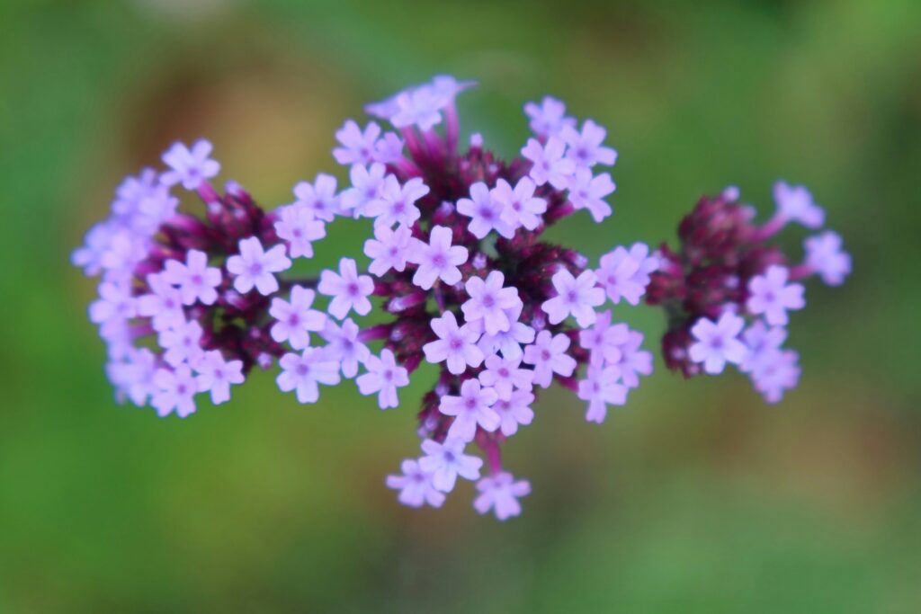 Hoe verbena bonariensis stekken?