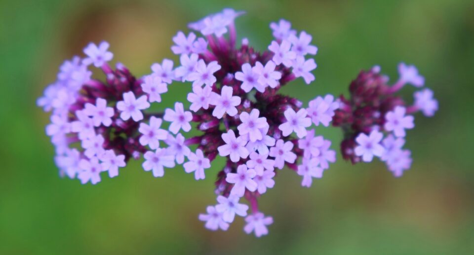 Verbena bonarienses (ijzerhard) door Chris Linnett